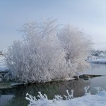 hoar-frost