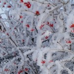 snowball-tree