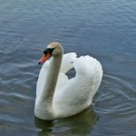 swan lake