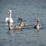 swan lake