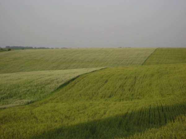 endless green fields